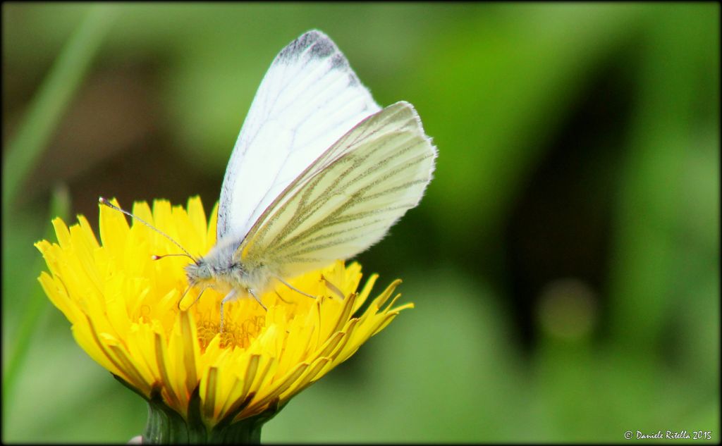 Ident. farfalla 1 - Pieris napi